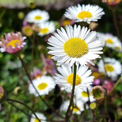 100 Seeds Erigeron Karvinskianus Seeds