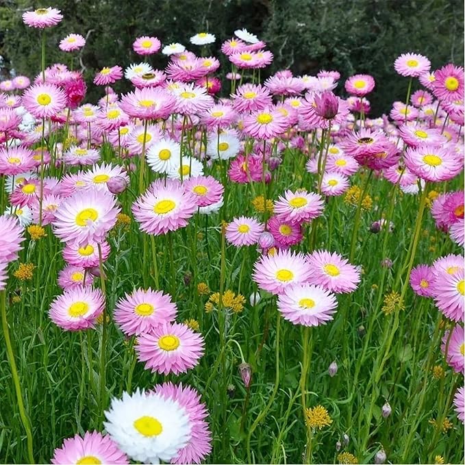 100 Seeds Mixed Strawflower Everlasting Paper Daisy Seeds