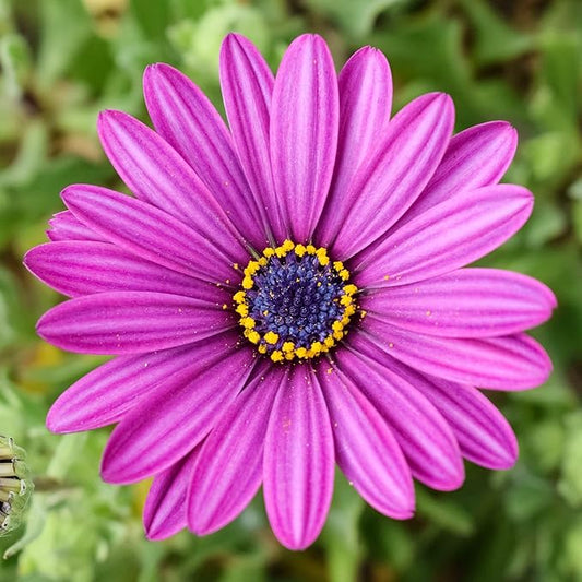 20 Seeds White & Purple African Daisy Mix Flower Seeds