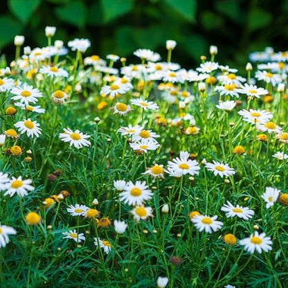 100 Seeds Erigeron 'Wayne Roderick', White Seaside Daisy Seeds