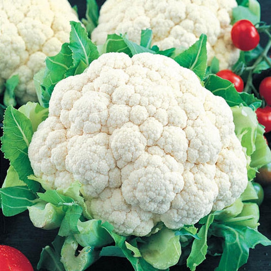 100 Seeds Snowball Cauliflower Non-GMO Seeds