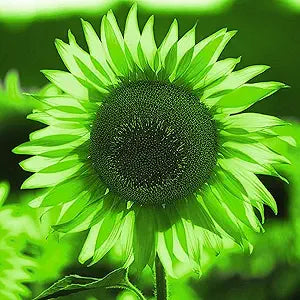 50 Seeds Rare Green Sunflower Seeds