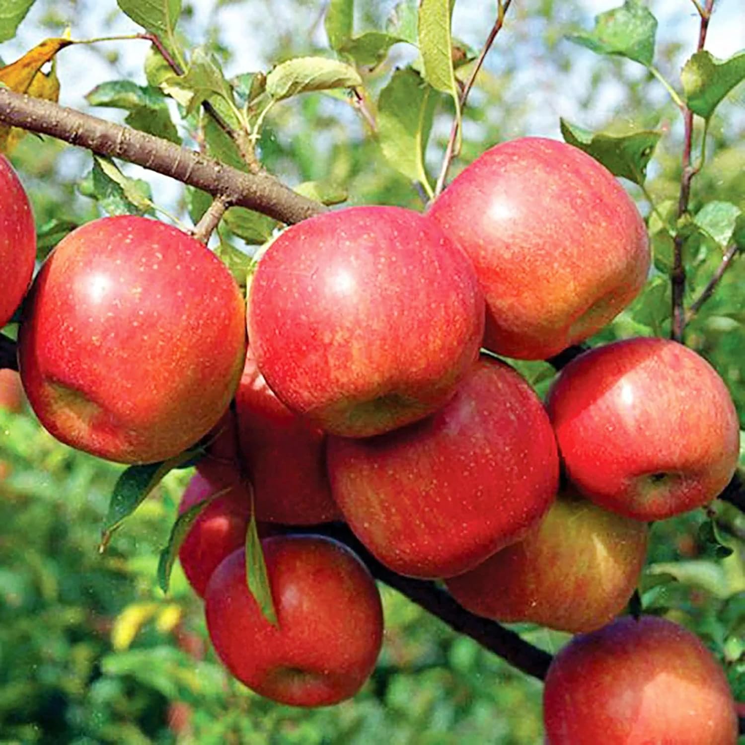 20 Seeds Fuji Apple GMO Free Seeds