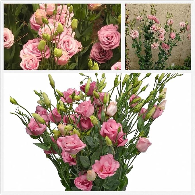 100 Seeds Light Pink Eustoma Flower Seed