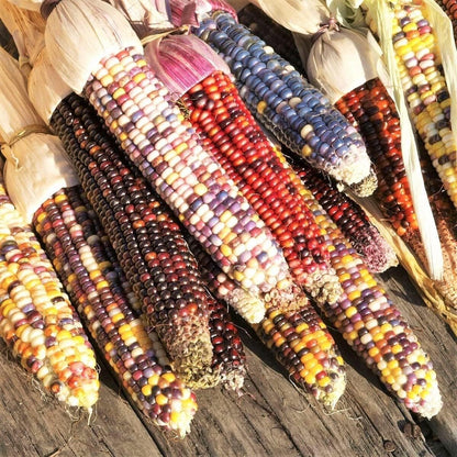 20 Seeds Rainbow Ornamental Corn GMO Free Seeds