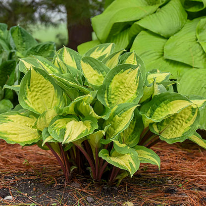 200 Seeds Purple Hosta Seeds Mixed