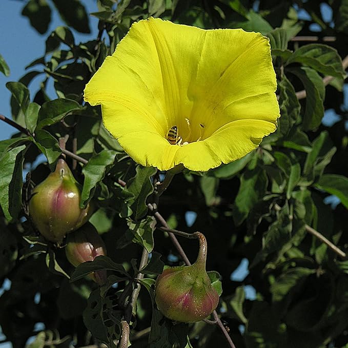 100 Seeds Yellow Morning Glory Seeds