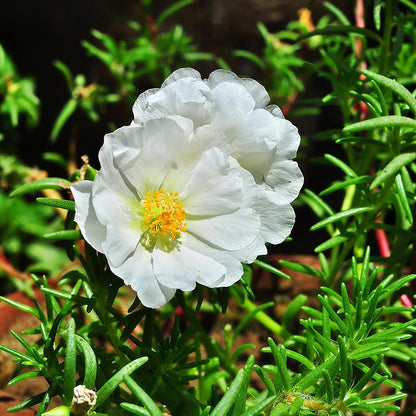 100 Seeds White Portulaca Grandiflora Seeds