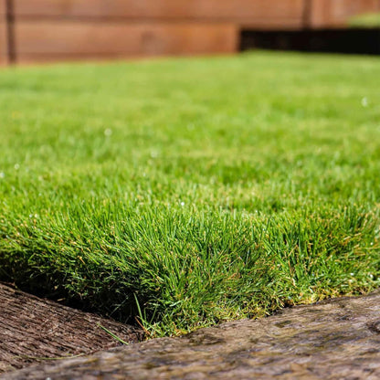 Zoysia Grass Seeds,Warm-Season Grass Dense