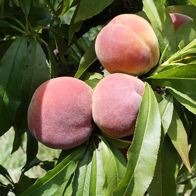 10 Seeds Dwarf Peach Tree Seeds