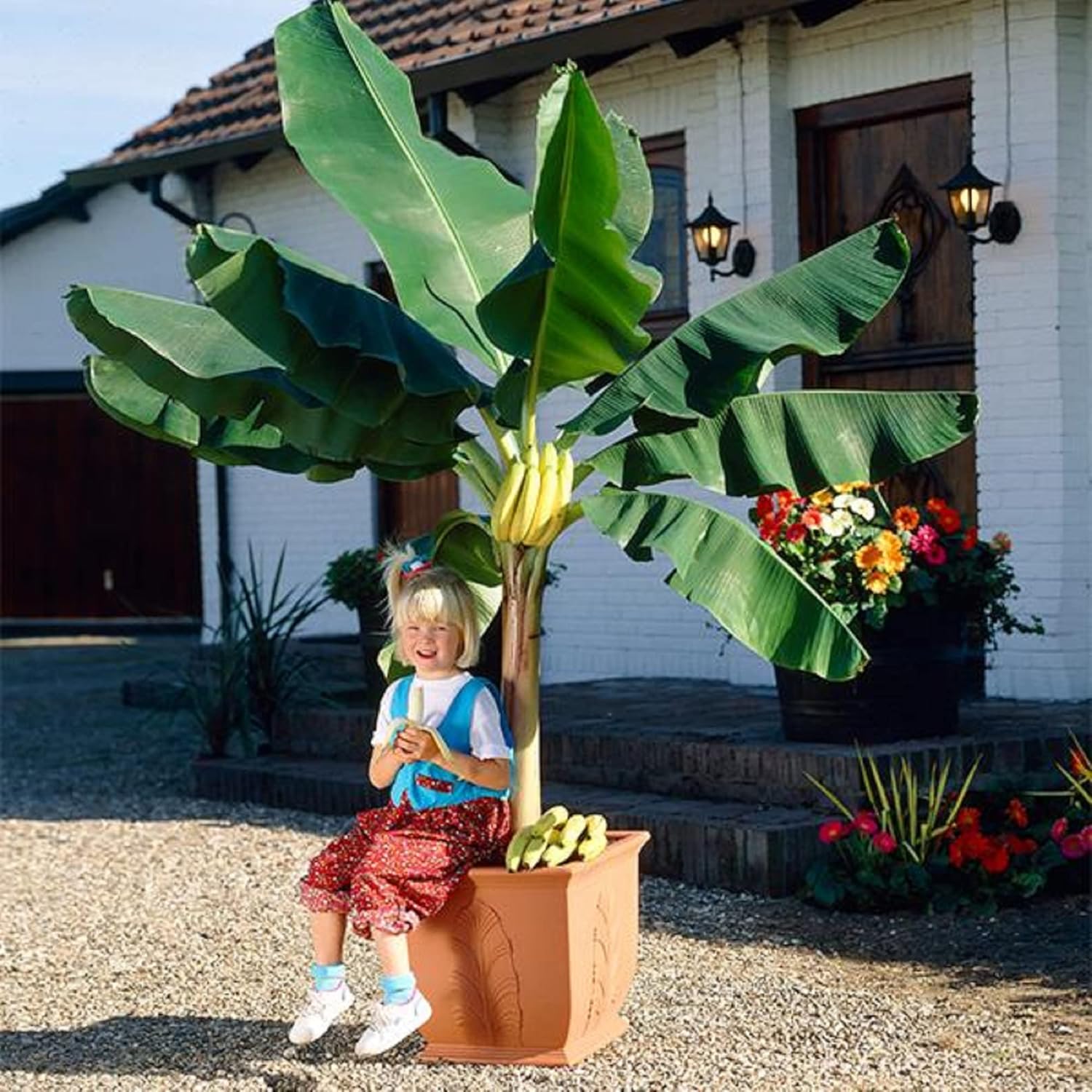 100 Seeds Banana Tree Seed