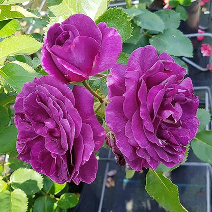 10 Seeds Purple Climbing Roses Seeds