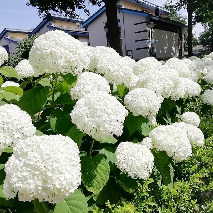 50 Seeds Hydrangea White Hortensia Seeds