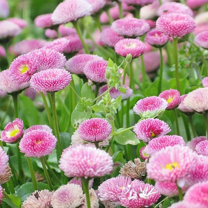 100 Seeds 'Tasso Pink' English Daisy-Bellis Perennis,Common Daisy Seeds