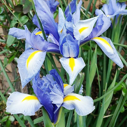 25 Seeds Dutch Iris Seeds