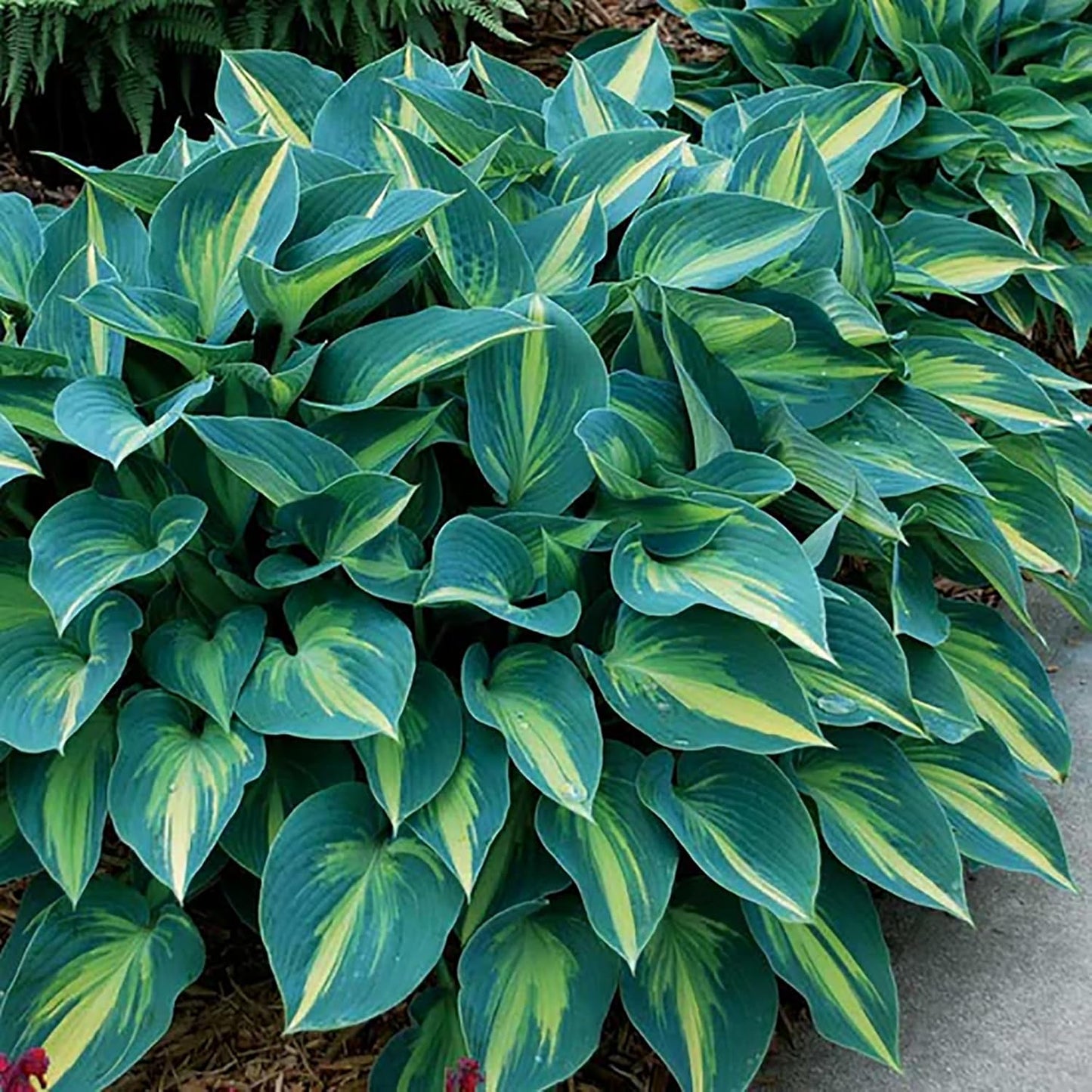 200 Seeds Purple Hosta Seeds Mixed