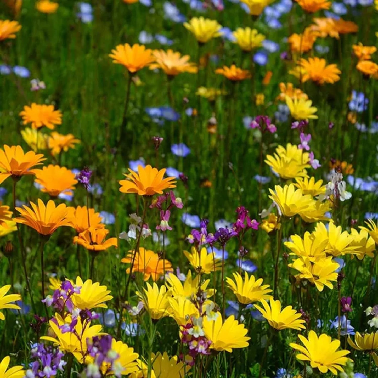 1 Once Seeds Ireland Wildflowers Mix Colorful Flowers Seeds Mix