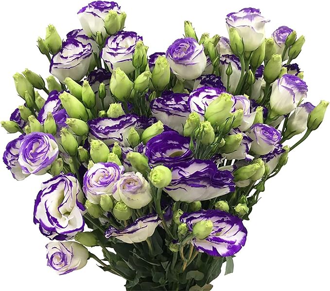 100 Seeds Violet White Eustoma Flower Seeds