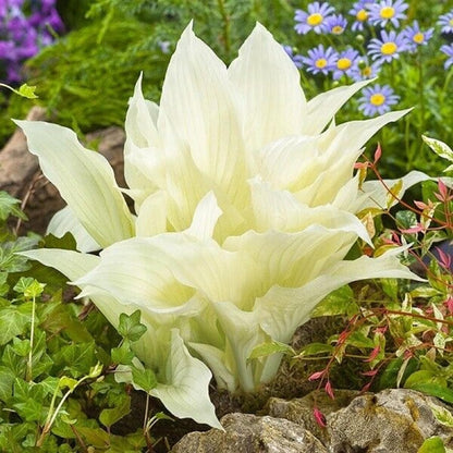 200 Seeds White Feather Hosta