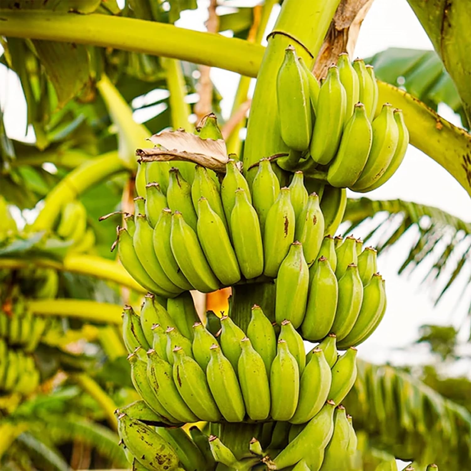 100 Seeds Banana Tree Seed