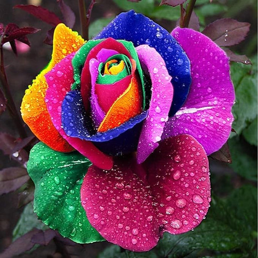 1000 Seeds Beautiful Rainbow Rose Seeds Multi-colored Rose Seeds