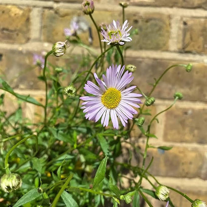 100 Seeds Erigeron Karvinskianus Seeds