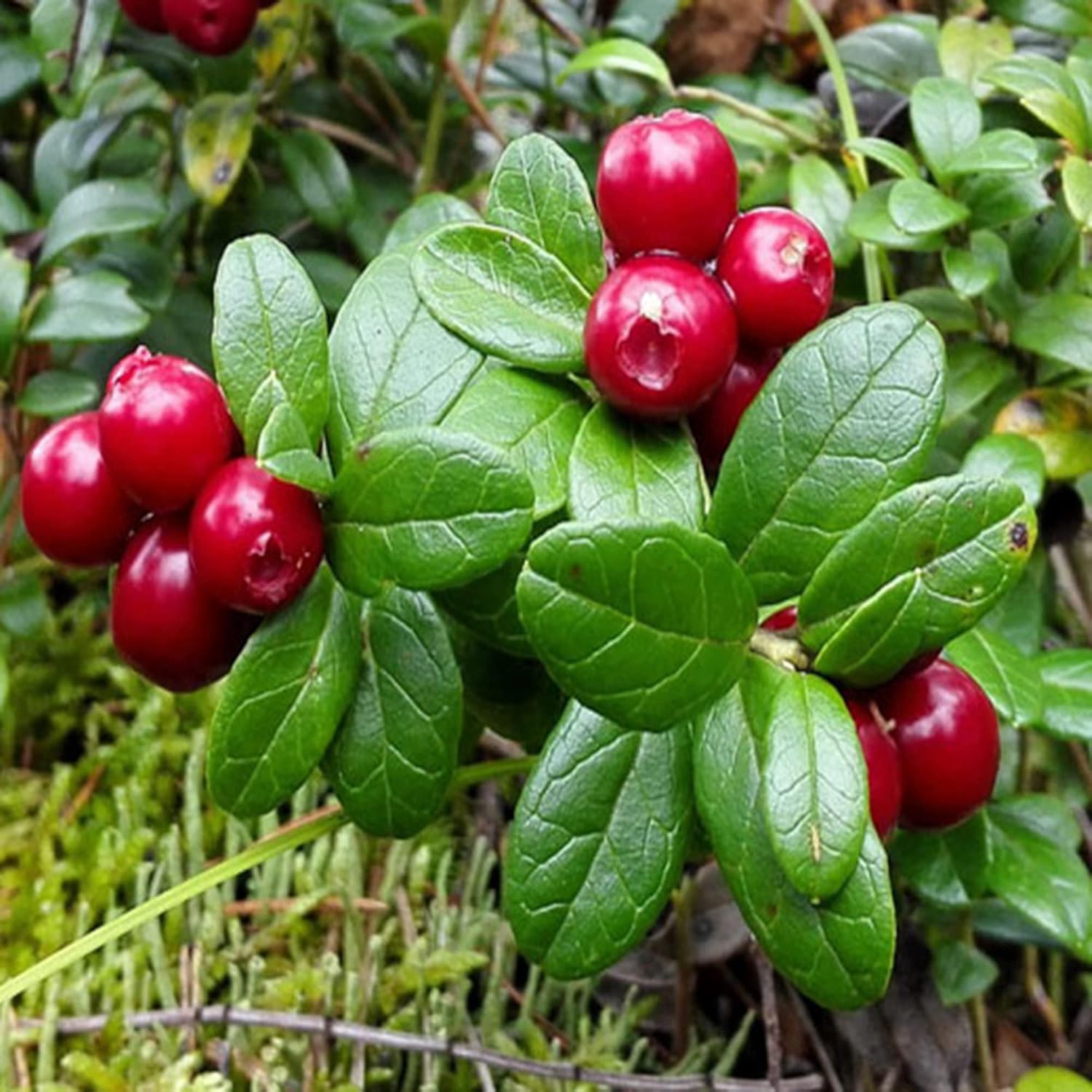 100 Seeds Organic Cranberry Seeds