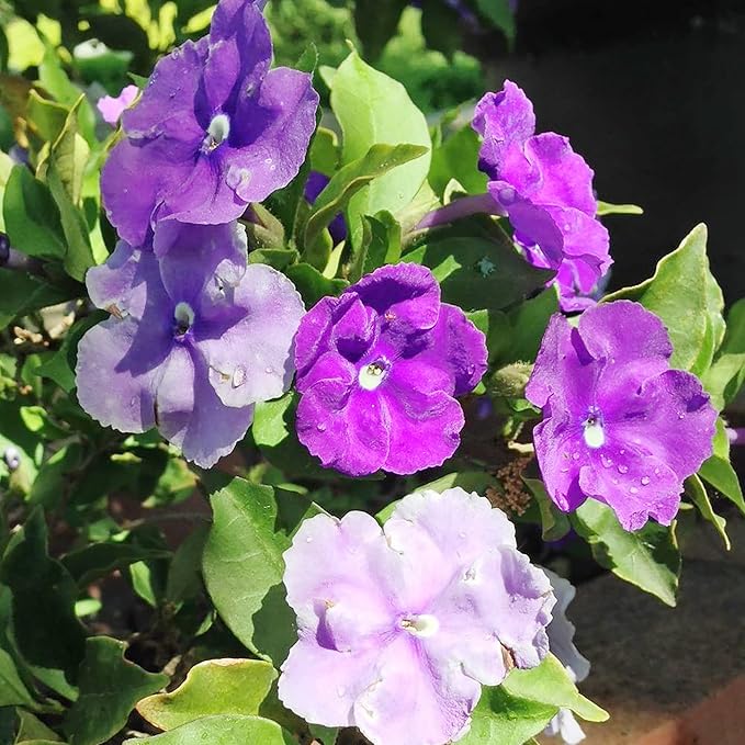 5 Seeds Brunfelsia Pauciflora Yesterday-Today-and Tomorrow Seeds