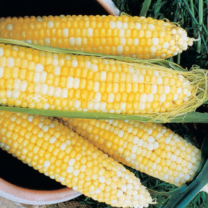 500 Seeds Sweet Corn  GMO-Free Seeds