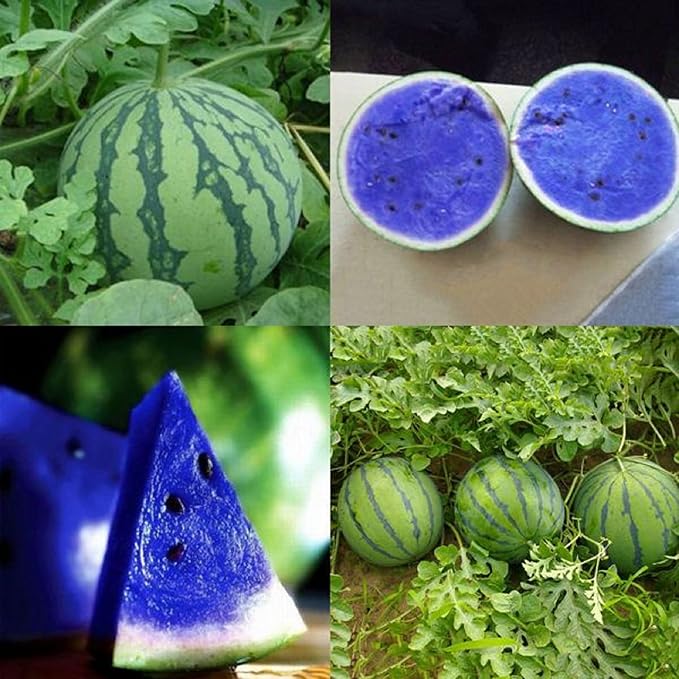 50 Seeds,Rare Blue Watermelon Fruit Non-GMO Seed