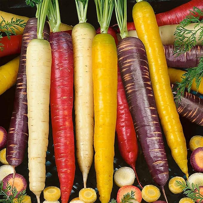 3000 Seeds Rainbow Blend Carrot Heirloom Seeds