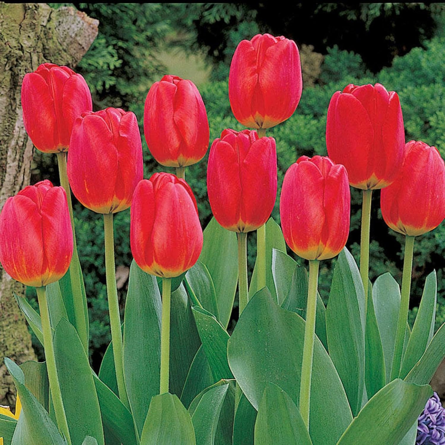 100 Seeds Red Matador Jumbo Tulip Seeds