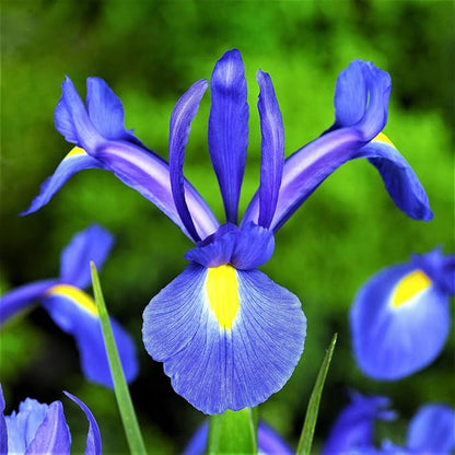 25 Seeds Dutch Iris Seeds