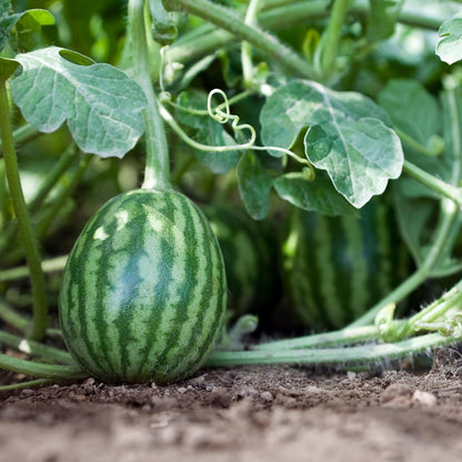 40 Seeds Sugar Baby Watermelon Seeds