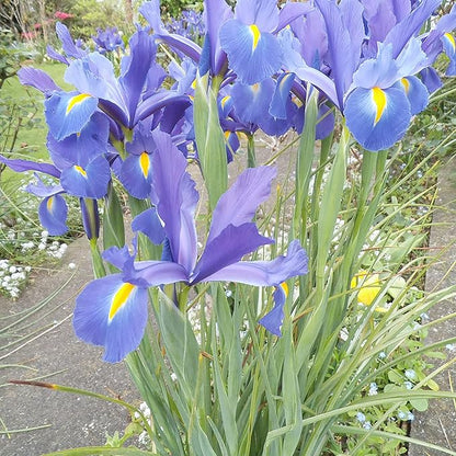 25 Seeds Dutch Iris Seeds