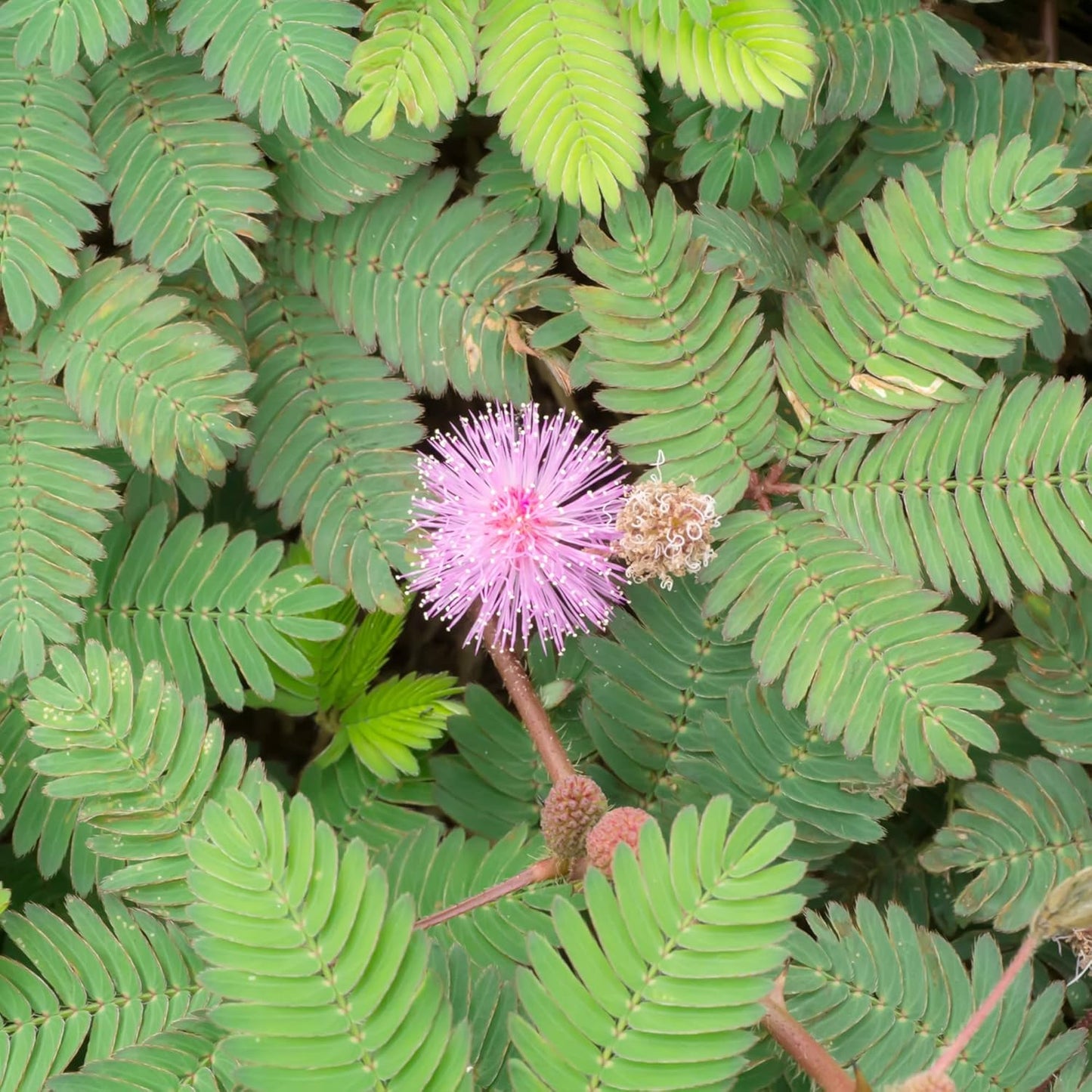 200 Seeds Mimosa Sensitive Plant Seeds