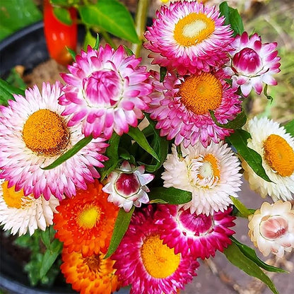 100 Seeds Mixed Strawflower Everlasting Paper Daisy Seeds