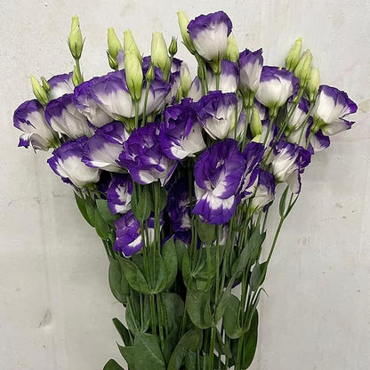 100 Seeds Violet White Eustoma Flower Seeds