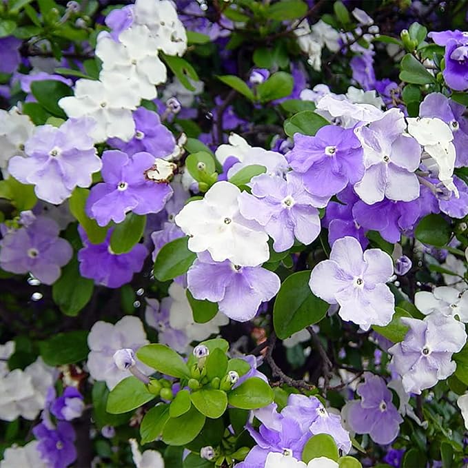 5 Seeds Brunfelsia Pauciflora Yesterday-Today-and Tomorrow Seeds