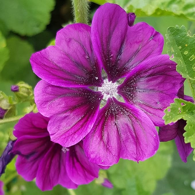 20 Seeds Purple Malva Sylvestris VAR Seeds