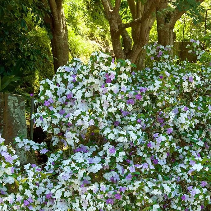 5 Seeds Brunfelsia Pauciflora Yesterday-Today-and Tomorrow Seeds