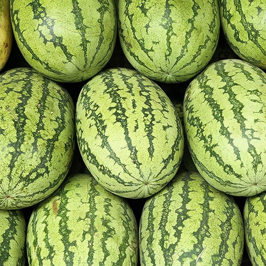 10 Seeds Largest Carolina Cross Watermelon Seed