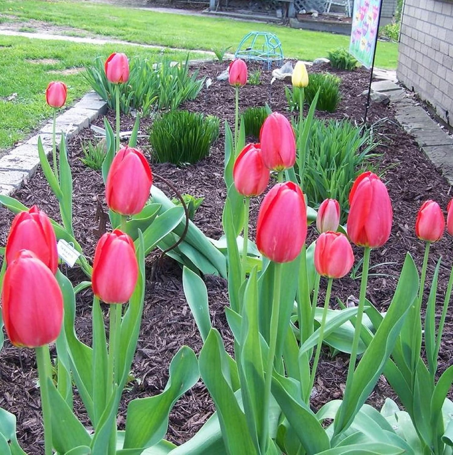 100 Seeds Red Matador Jumbo Tulip Seeds