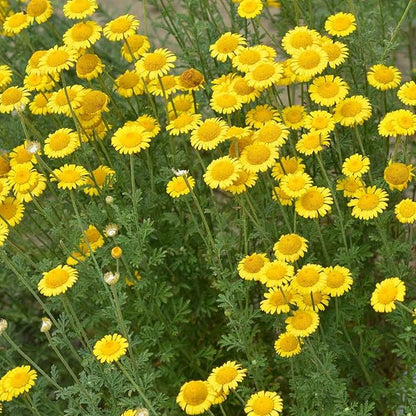 250 Seeds Gold Marguerite Daisy Flowerm Seeds