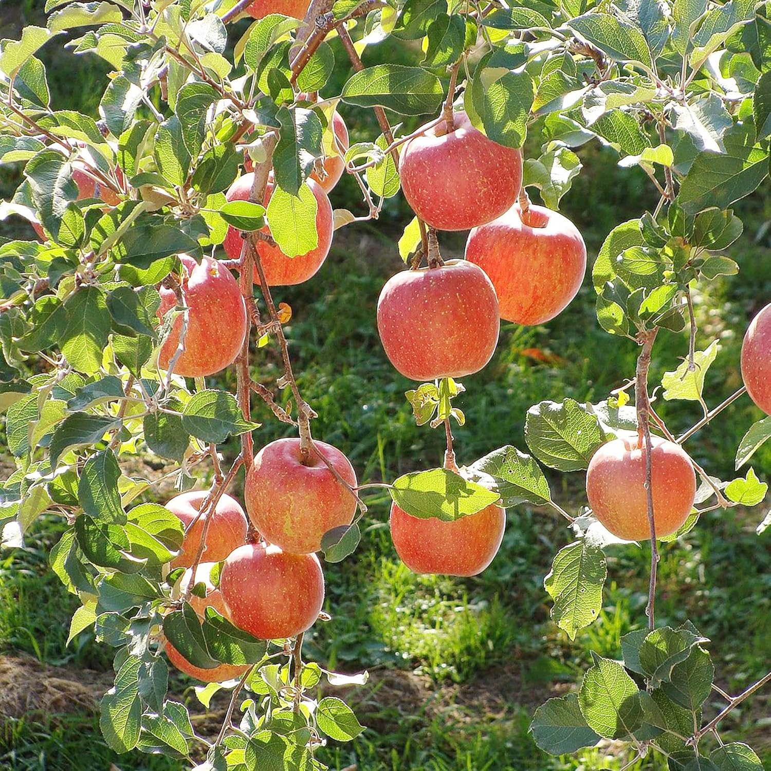 20 Seeds Fuji Apple GMO Free Seeds