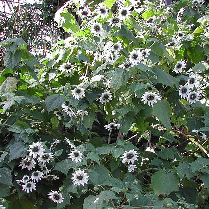 25 Seeds White Wedding Sunflower Seeds