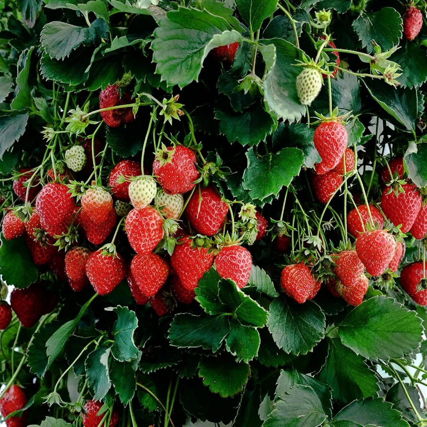 2000 Seeds Strawberry Non-GMO