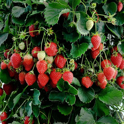 2000 Seeds Strawberry Non-GMO