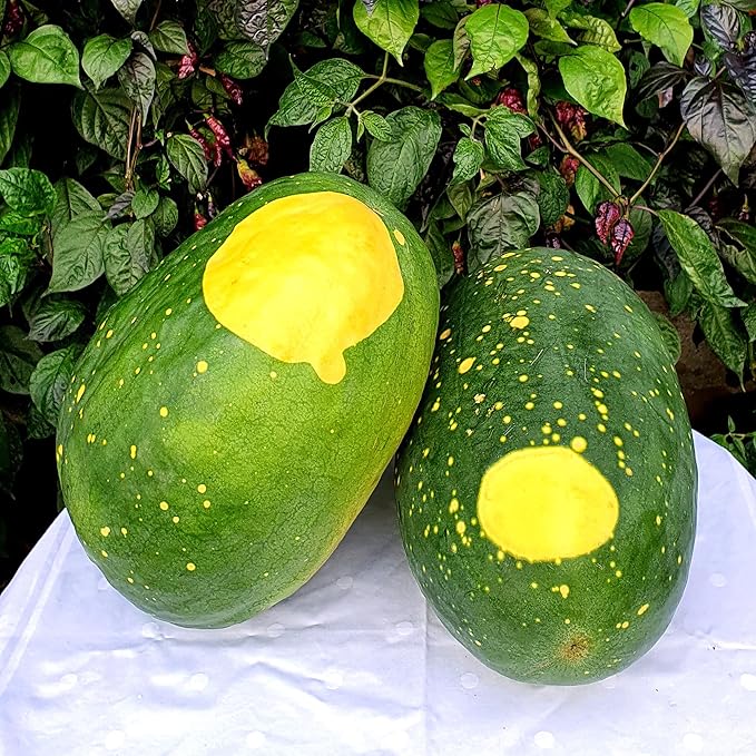 50 Seeds Moon & Stars Yellow Watermelon Non-GMO Seeds