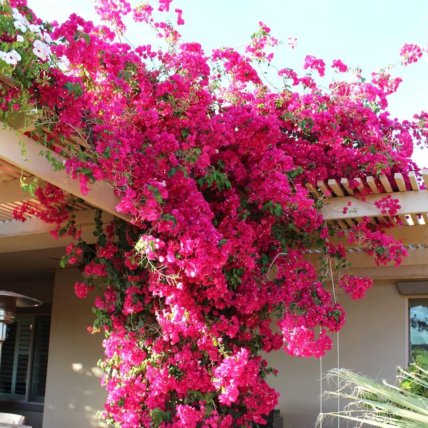 105 Seeds Pink Bougainvillea Seeds